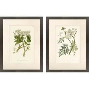 Queen's Lace Framed Prints S/2