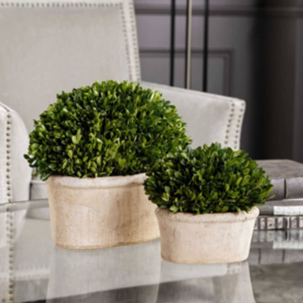 Preserved Potted Boxwood Topiary